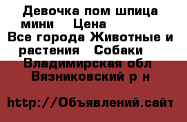 Девочка пом шпица мини  › Цена ­ 30 000 - Все города Животные и растения » Собаки   . Владимирская обл.,Вязниковский р-н